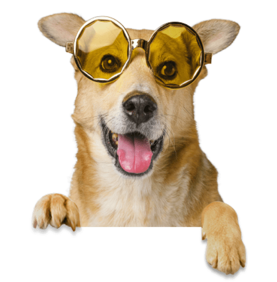 cute-smiley-dog-wearing-sunglasses-removebg-preview-1a-1