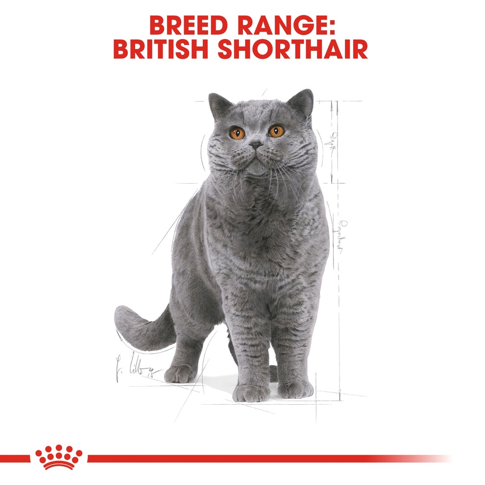 Royal Canin Fbn British Shorthair Adult - Image 3