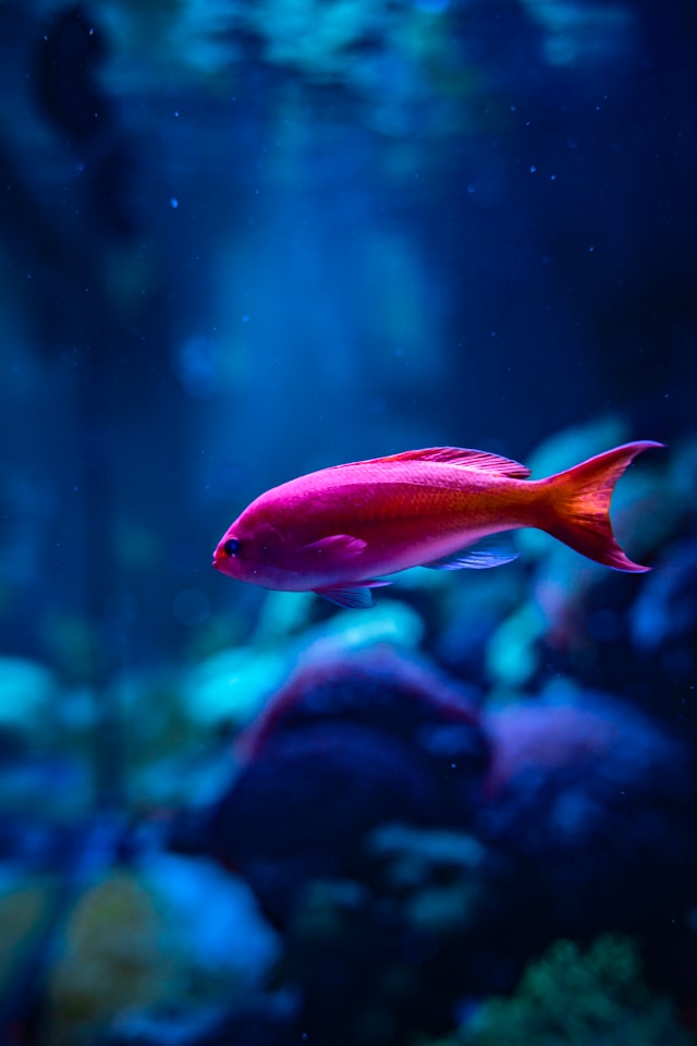 winston-tjia-rz083rWV5Z4-unsplash
