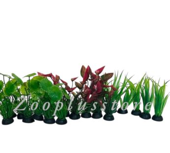 P PLANT