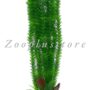 G2011 LONG PLANT