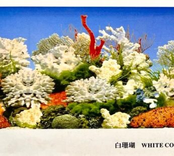 BACKGROUND CORAL & PLANTS