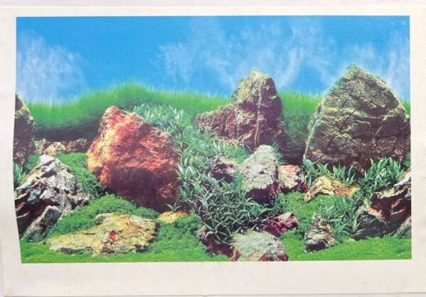 BACKGROUND ROCK & REVER - Image 2