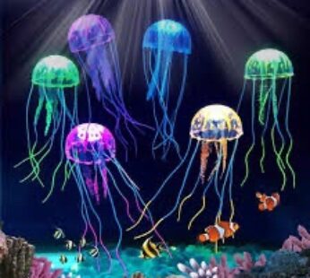 JELLY FISH