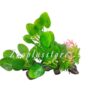 K408 ROUND LEEF PLANT