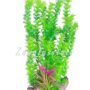 K1511 LONG PLANT